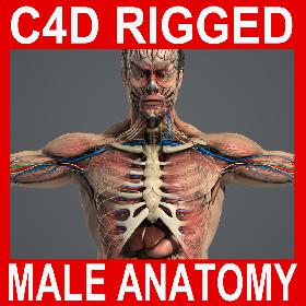 C4D RIGGED Complete Male Anatomy PACK